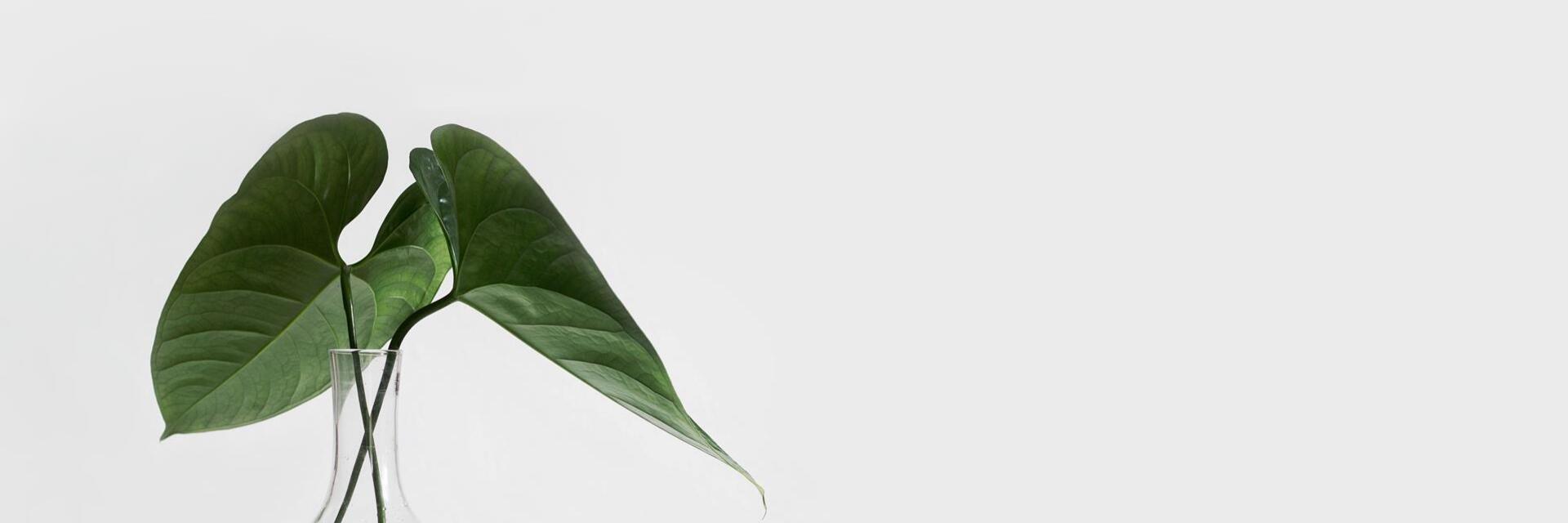 sarah-dorweiler-x2tmfd1-sga-unsplash